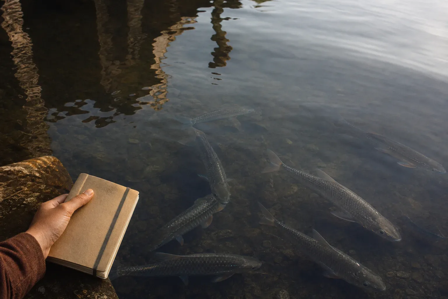 Peces plateados nadando bajo una luz de mañana